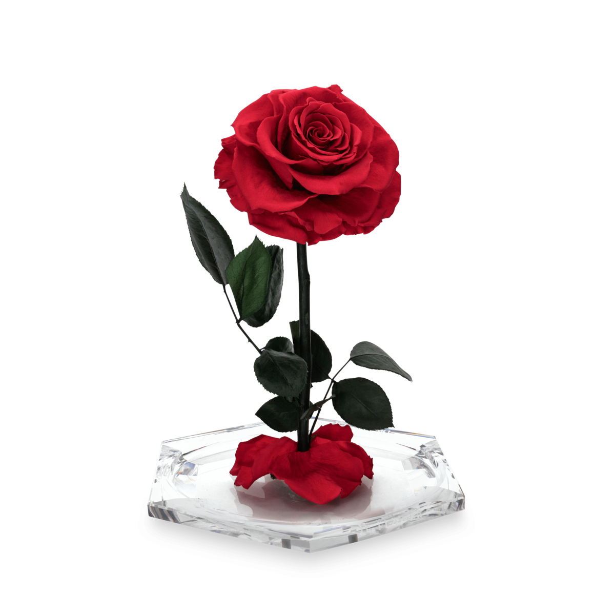 Dia Diamond XL thumbnail 2