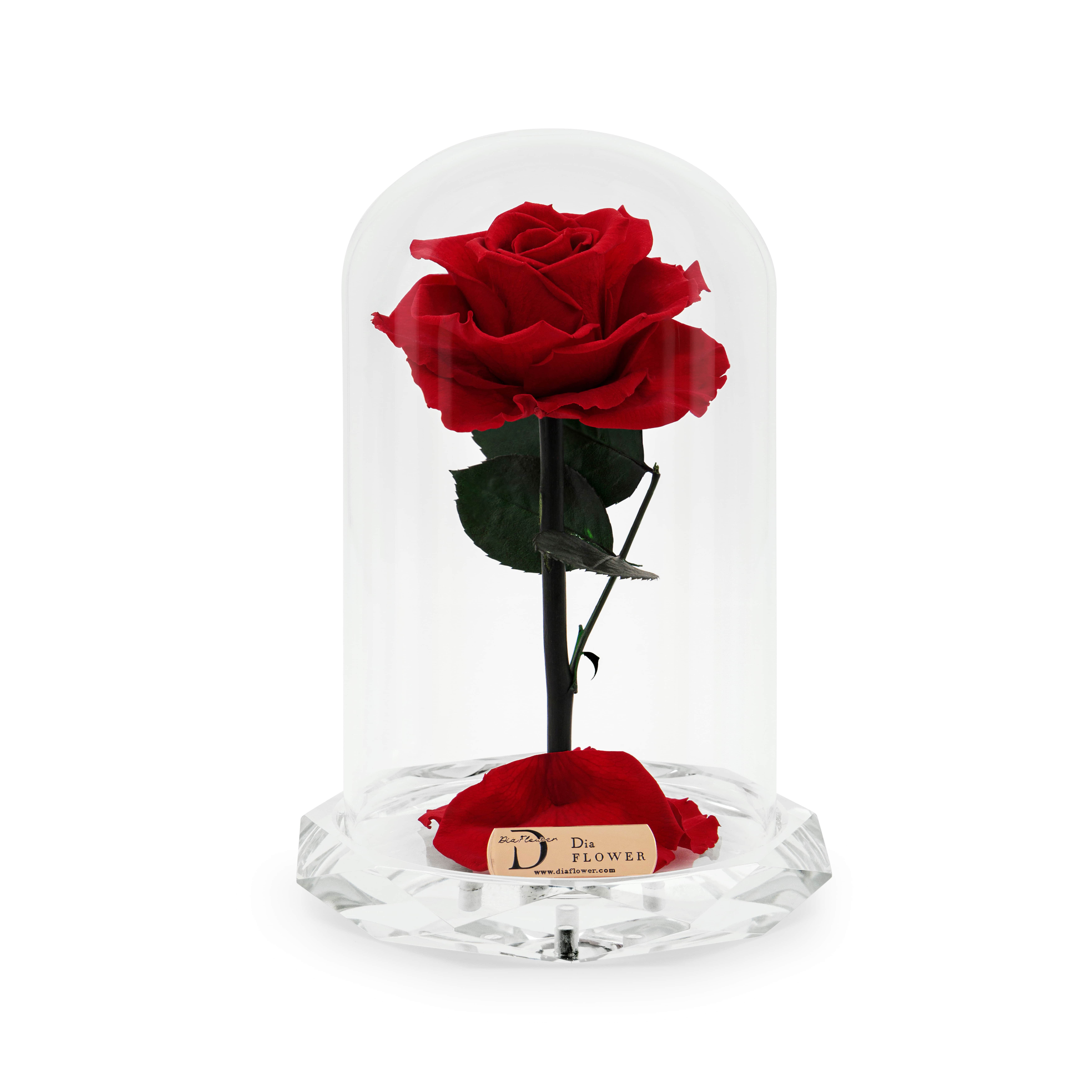 Divine Grandiose thumbnail 1