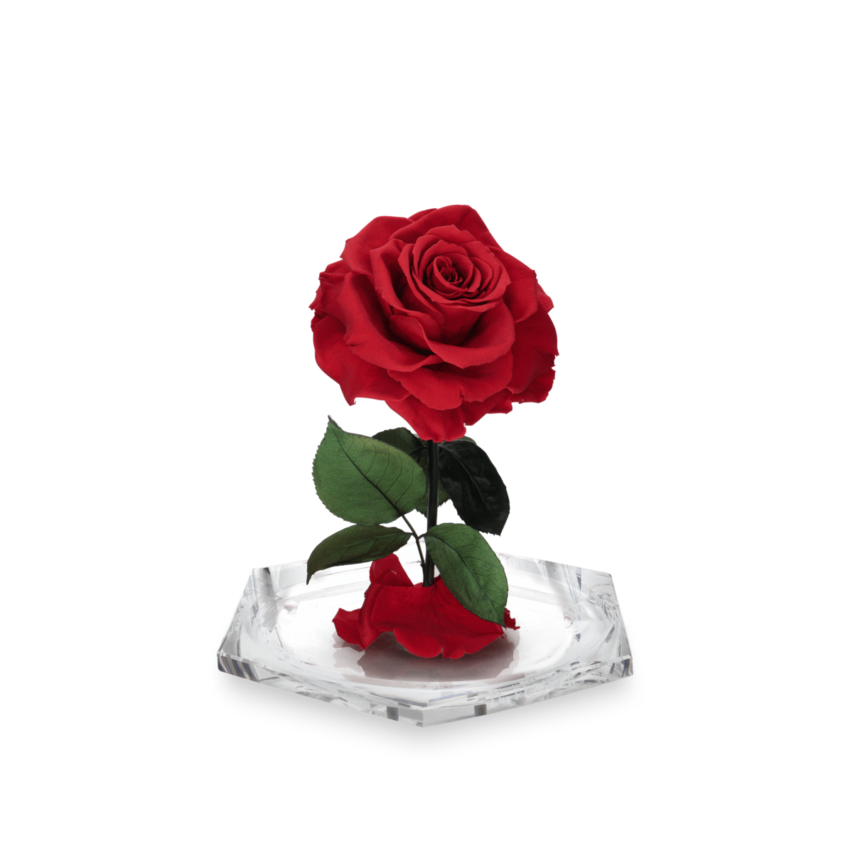 Dia Diamond L thumbnail 2